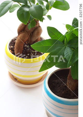 榕樹Pakira花盆 8207796