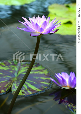 Water lily water lily purple 8207798