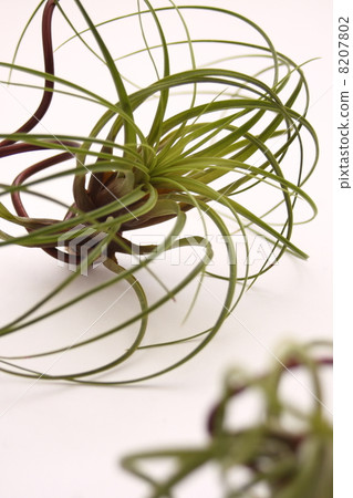 空氣植物Tirundia白色背景 空氣植物Tirundia白色背景 8207802