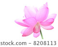蓮花 8208113
