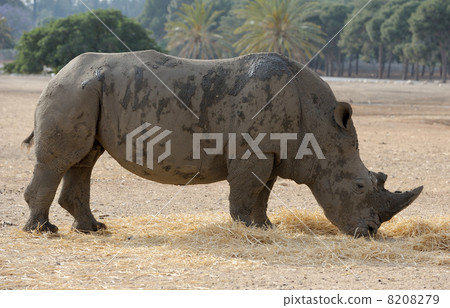 Rhinoceros 8208279