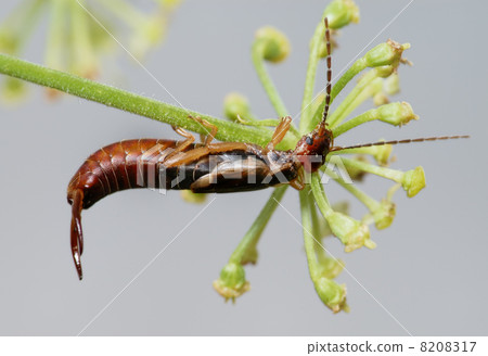 Earwig Earwig 8208317