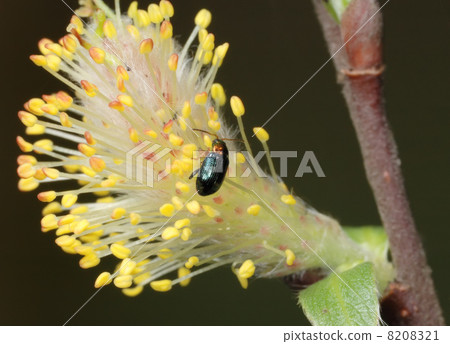 Spring Spring 8208321