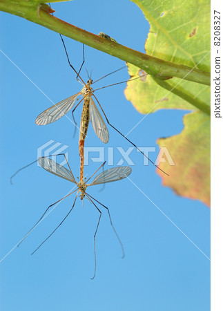 Two mosquitoes Two mosquitoes 8208327