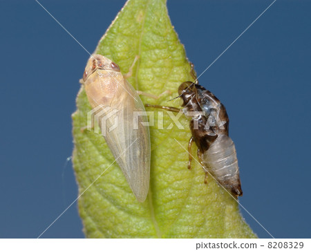 Birth of a cicada (3) Birth of a cicada (3) 8208329