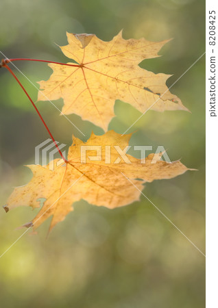 Autumn leaves 8208425