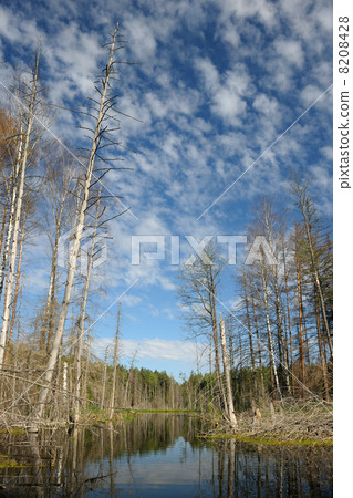 Wood lake Wood lake 8208428