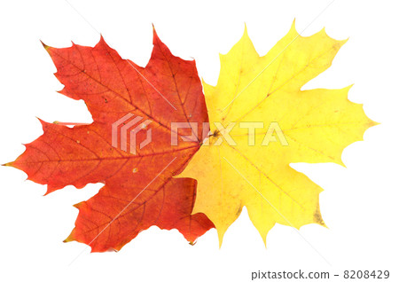 Maple leaves, large DoF Maple leaves, large DoF 8208429