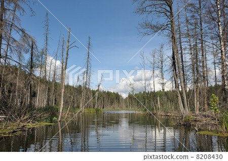 Wood lake Wood lake 8208430
