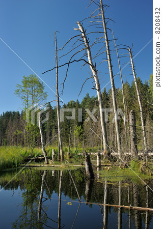 Wood lake Wood lake 8208432