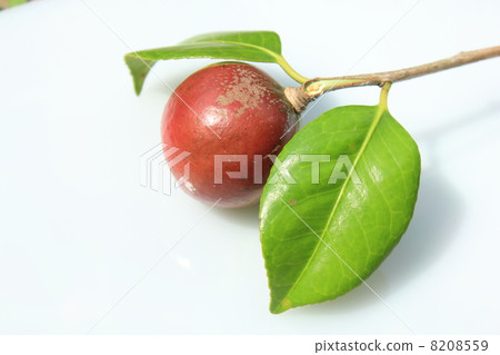 山茶花種子 山茶花種子 8208559