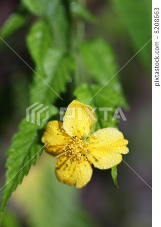 明亮晨露 8208663