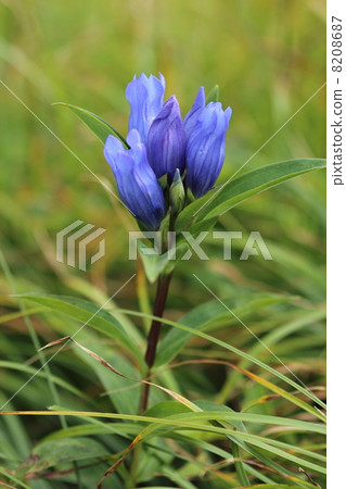 Ezo oyama gentian in Hachimantai 8208687