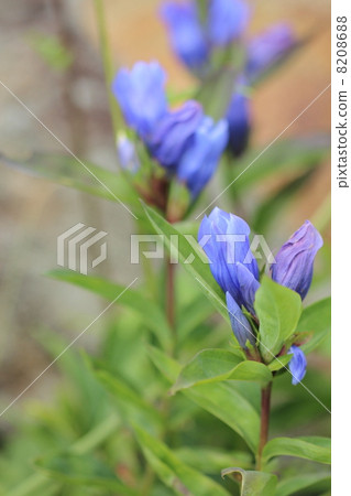 Ezo oyama gentian in Hachimantai 8208688