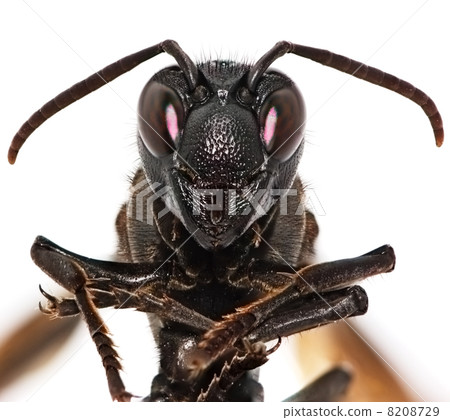 Paper wasp portrait isolated on white background Paper wasp portrait isolated on white background 8208729