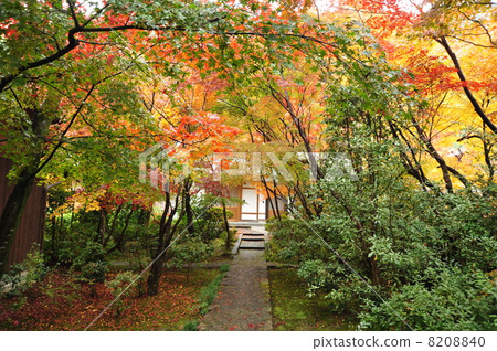 京都禪宗法律寺廟秋葉 8208840