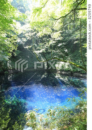 Aoike of Shirakami Mountains 8209749