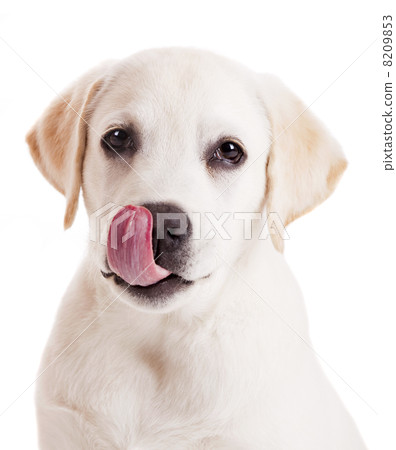 Labrador puppy 8209853