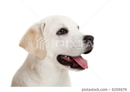 Labrador puppy 8209876