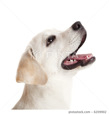 Labrador puppy 8209902