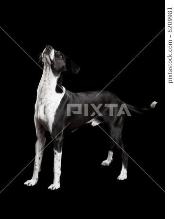 Dog looking upwards 8209981