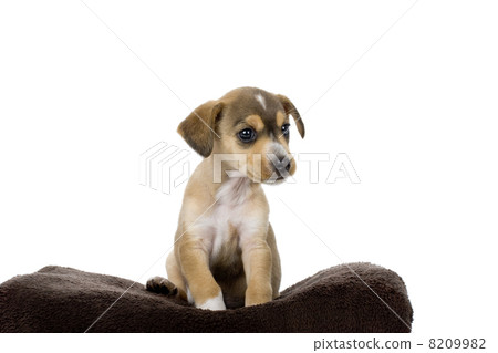 Cute Puppy 8209982