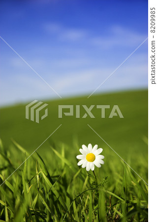 White daisy White daisy 8209985