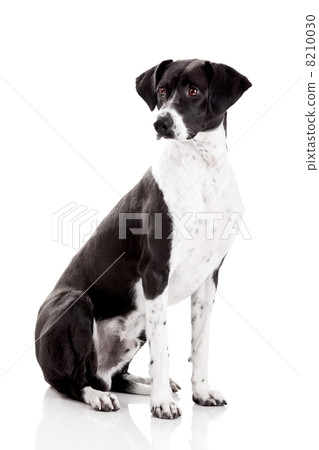 Beautiful dog Beautiful dog 8210030