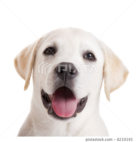 Labrador puppy Labrador puppy 8210191