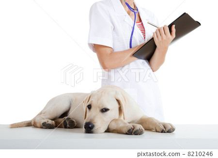 Veterinay taking care of a dog 8210246