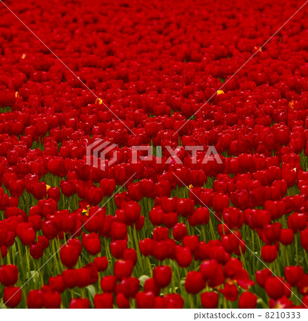 Red tulips 8210333