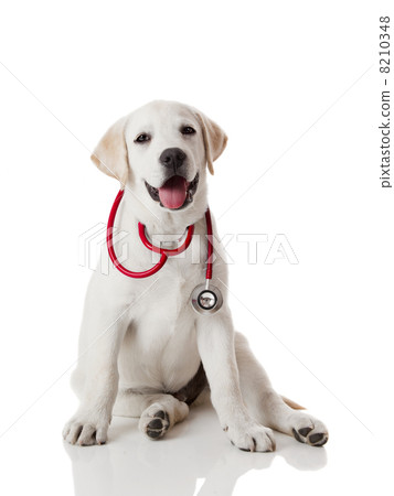 Veterinarian dog 8210348
