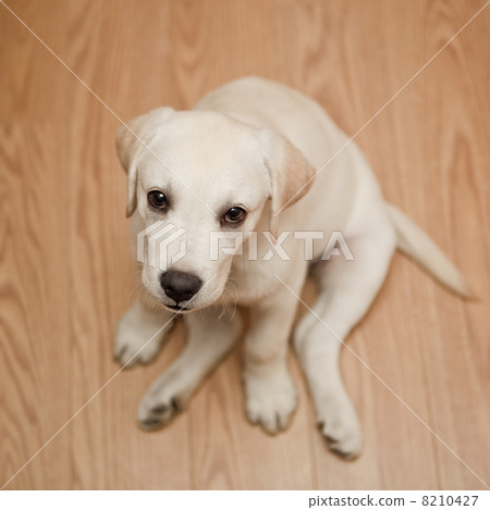 Labrador puppy 8210427