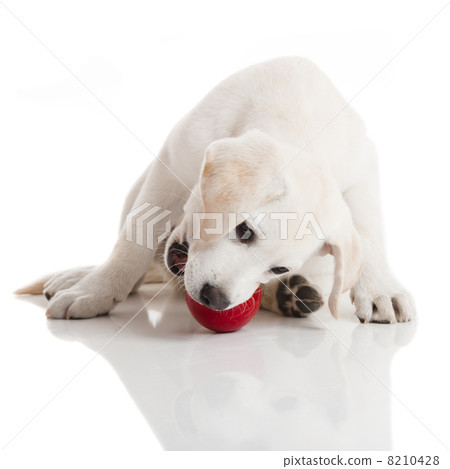 Labrador Puppy playing Labrador Puppy playing 8210428
