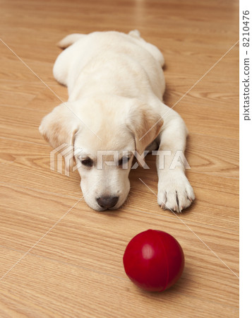 Labrador Puppy playing 8210476