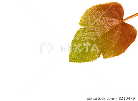 Leaf 8210479