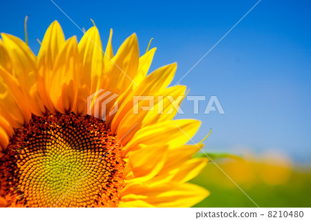 Sunflowers Sunflowers 8210480