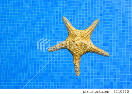Starfish 8210510