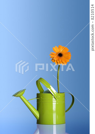 Watering can with a flower Watering can with a flower 8210514