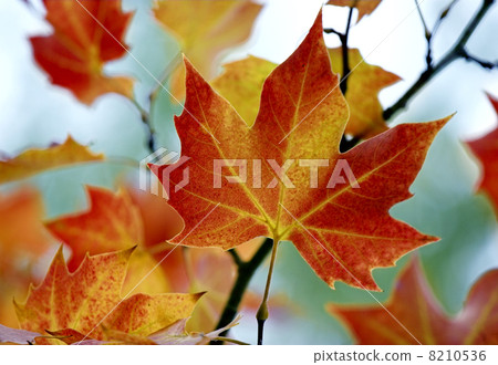 Fall leaves 8210536