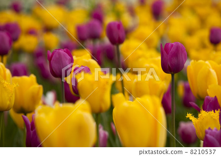 Colorful tulips 8210537