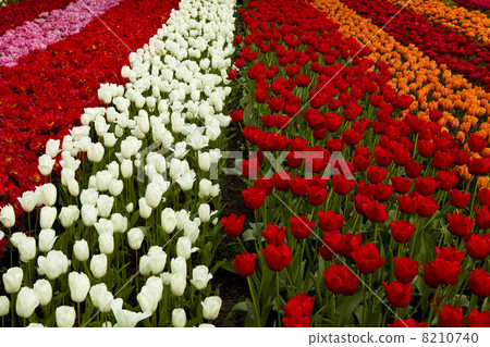 Spring field with tulips 8210740