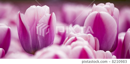 Pink tulips Pink tulips 8210983