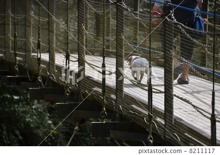 Fukuroda瀑布吊橋 8211117