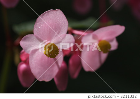 Aka Ha Tung Flower 8211322