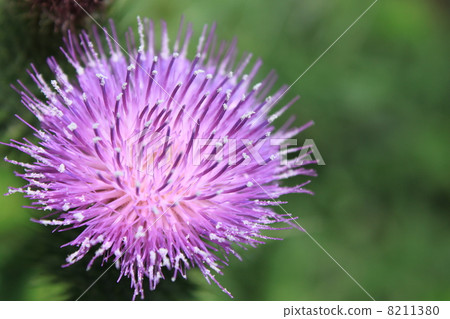 American flower flowers American flower flowers 8211380