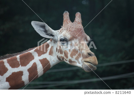 Giraffe  8211640