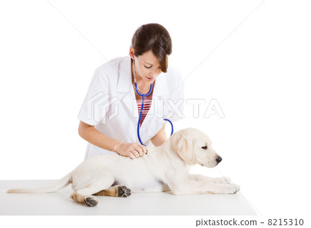 Veterinay taking care of a dog 8215310