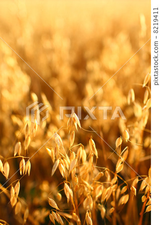 oat field oat field 8219411