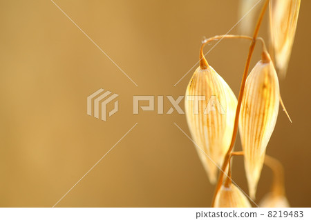oat field 8219483